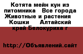 Котята мейн-кун из питомника - Все города Животные и растения » Кошки   . Алтайский край,Белокуриха г.
